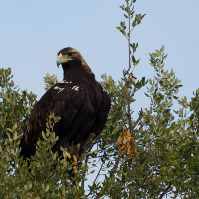 "Iberian Imperial Eagle (Aquila adalberti) on a tree" by Diogo Oliveira - $50.10 "Iberian Imperial Eagle (Aquila adalberti) on a tree" stock image