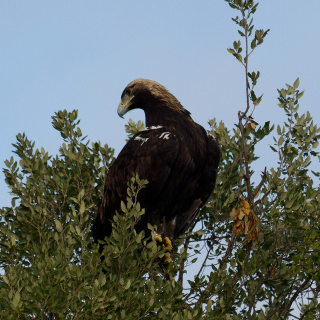 "Iberian Imperial Eagle (Aquila adalberti) on a tree" by Diogo Oliveira - $50.99 "Iberian Imperial Eagle (Aquila adalberti) on a tree" stock image