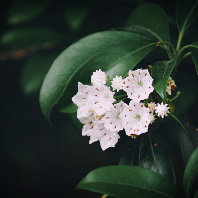 "North Carolina Mountain Laurel" by MHoffmanPhoto - £15.00 "North Carolina Mountain Laurel" stock image