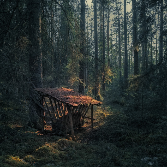 "Deer feeder in the deep forest" stock image