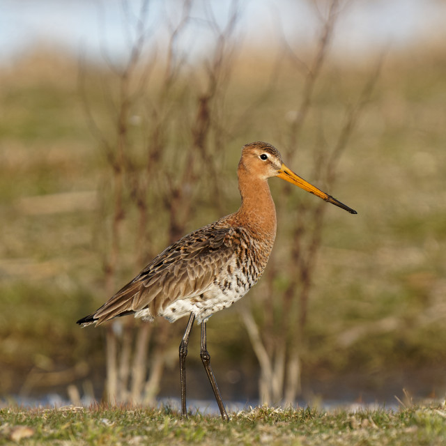 "Grutto, Black Tailed Godwit" stock image