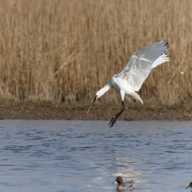 "Spoonbill, Lepelaar" stock image