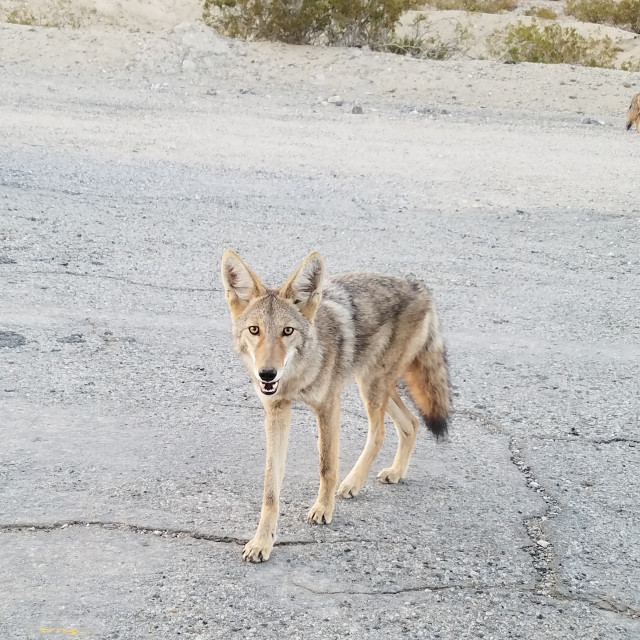 "Coyote" by BTG Photographer - $3.69 "Coyote" stock image