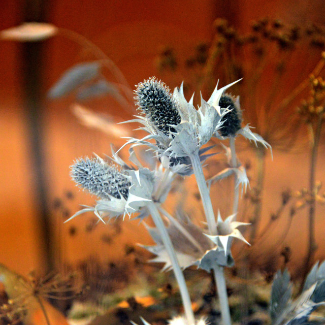 "Thorny" by Amit Mendelsohn - £50.00 "Thorny" stock image