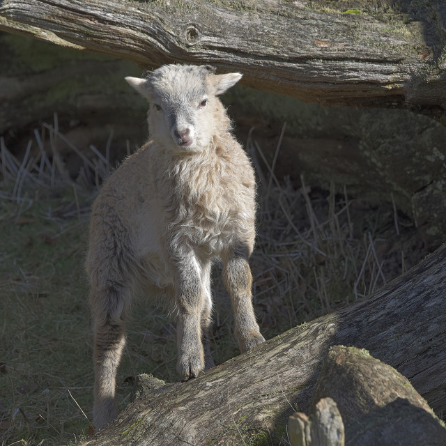 "Sheep lamb climbing on dead wood, Schaflamm klettert in Totholz, Tierpark Weilburg" stock image