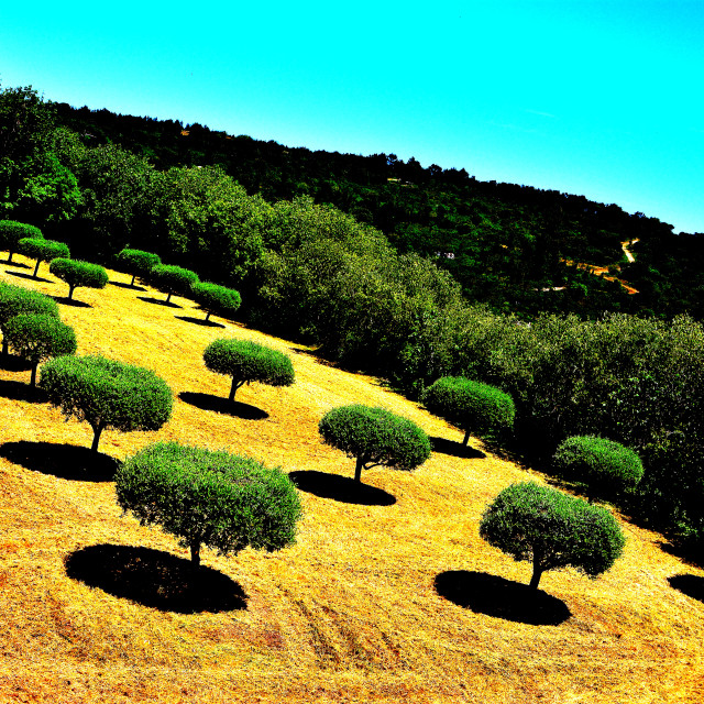 "mini trees" by Amit Mendelsohn - £50.00 "mini trees" stock image