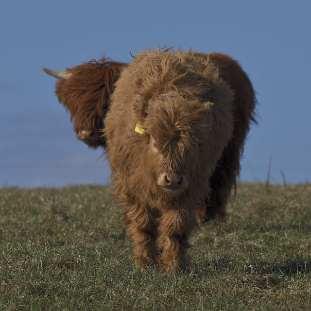 "young Scottish Highland cattle, Junge schottische Hochlandrinder, Hessen, Deutschland" stock image