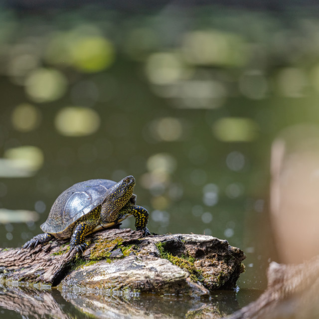 "European pond turtle" by Tiberiu Sahlean - $3.68 "European pond turtle" stock image