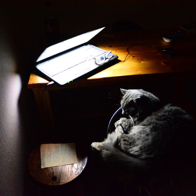 "Cat at work" by Amit Mendelsohn - £50.00 "Cat at work" stock image