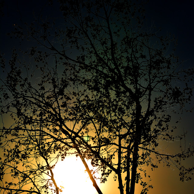 "Tree in the sunset" by Amit Mendelsohn - $49.60 "Tree in the sunset" stock image