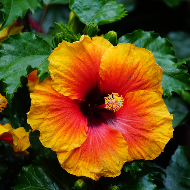 "Hibiscus - red-orange" by Amit Mendelsohn - $49.60 "Hibiscus - red-orange" stock image