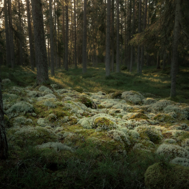 "White moss" stock image