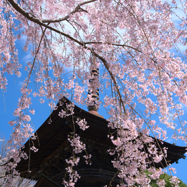 "Cherry Blossoms and Pagoda" stock image