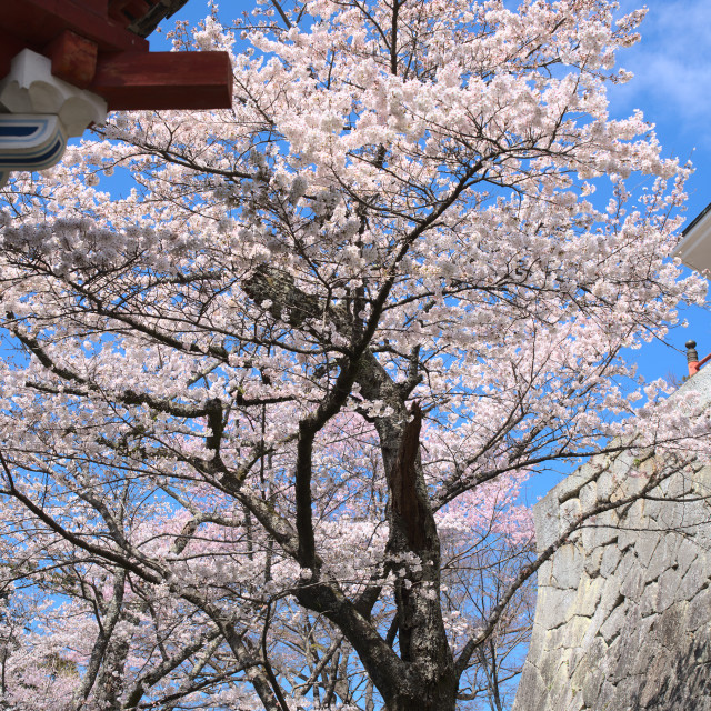 "Cherry Blossoms in Bloom 1" stock image