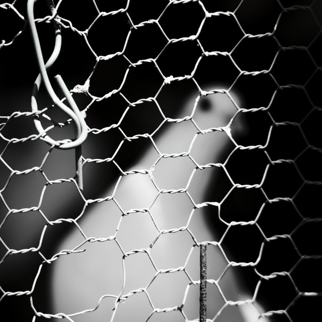 "The Prisoner" by Blue Magister - $97.91 "The Prisoner" stock image
