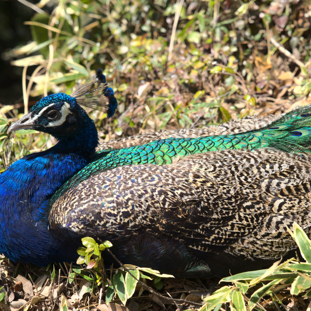 "Peacock 1" by Blue Magister - $30.60 "Peacock 1" stock image