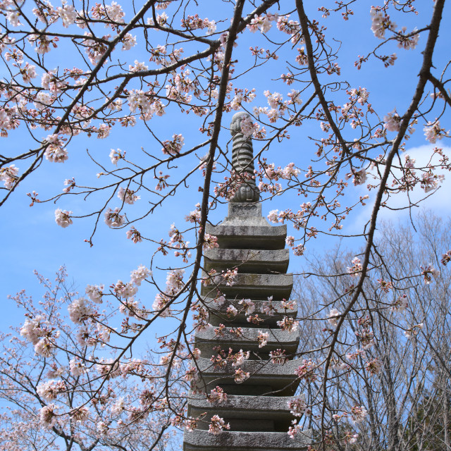 "Stupa and Blossoms" by Blue Magister - $36.72 "Stupa and Blossoms" stock image