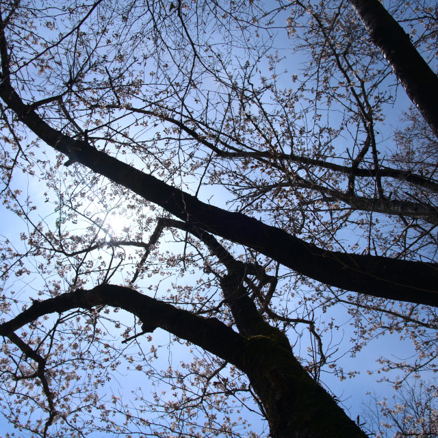 "Blossoms and Sky" stock image