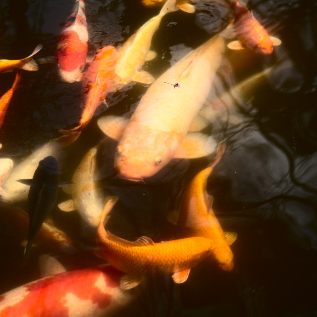 "Koi Koi Koi" by Blue Magister - $97.91 "Koi Koi Koi" stock image