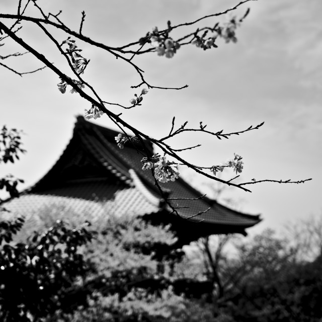 "Cherry Blossoms and the Temple" stock image