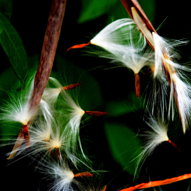 "seeds off" by Amit Mendelsohn - £50.00 "seeds off" stock image