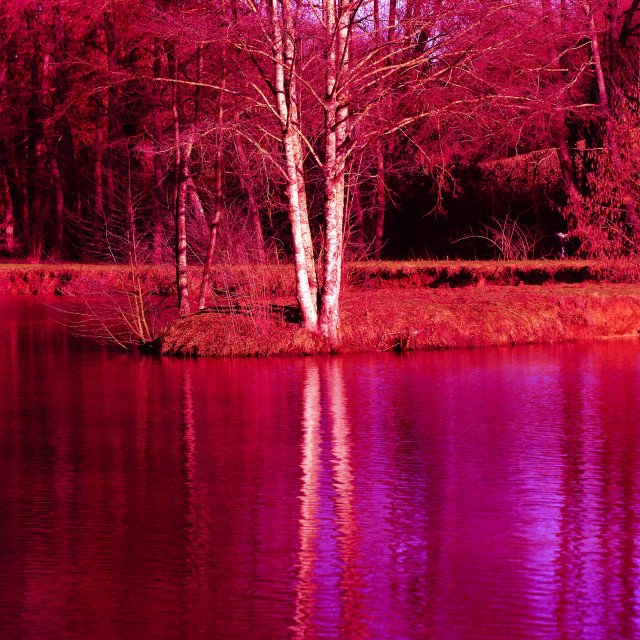 "red nature" by Amit Mendelsohn - £50.00 "red nature" stock image