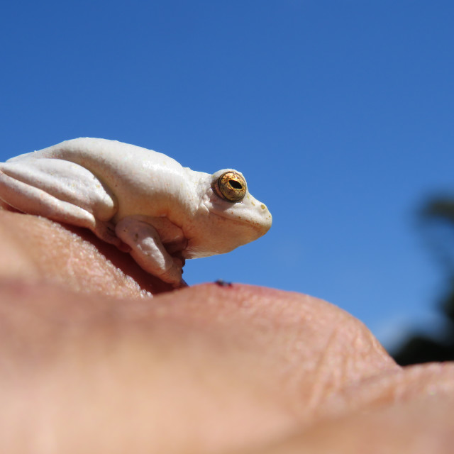 "My Hands and a Ghost Frog" stock image