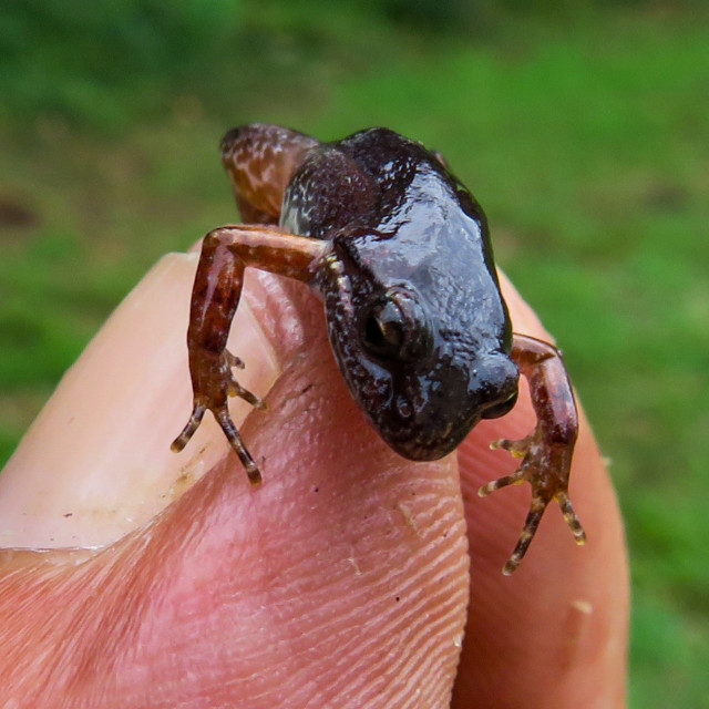 "My Hands - Frogs •" stock image