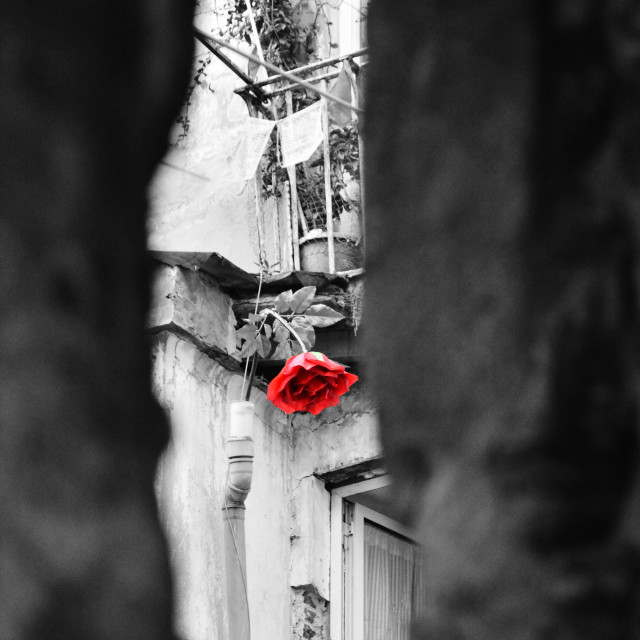"Red flower" by Amit Mendelsohn - £50.00 "Red flower" stock image