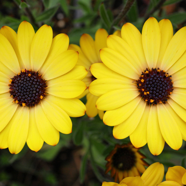 "Double Daisy" by Blue Magister - $24.48 "Double Daisy" stock image