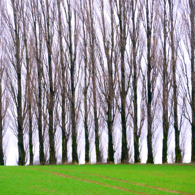 "Line of trees" by Amit Mendelsohn - £50.00 "Line of trees" stock image