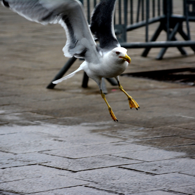 "Landing" by Amit Mendelsohn - £50.00 "Landing" stock image