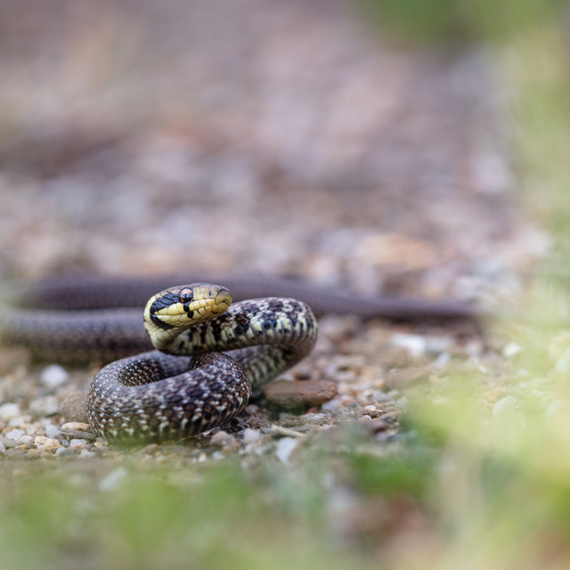 "Aesculapian rat snake" by Tiberiu Sahlean - $3.68 "Aesculapian rat snake" stock image
