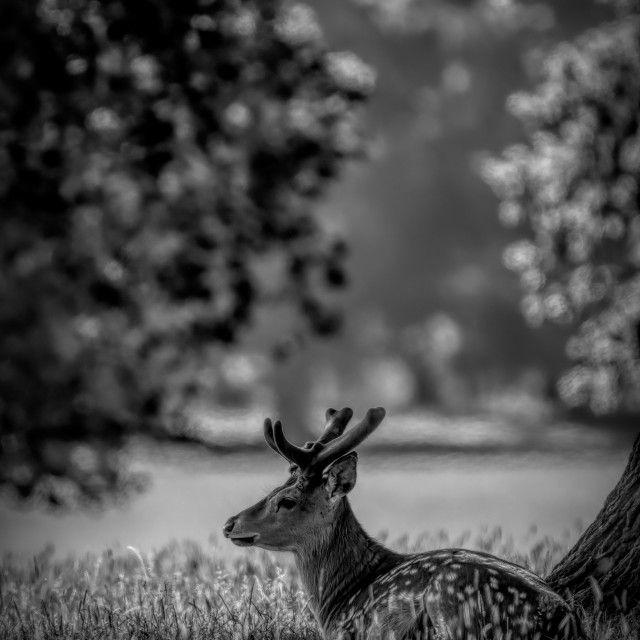 "Relax" by Gareth Tallon (Abidastra) - $12.35 "Relax" stock image