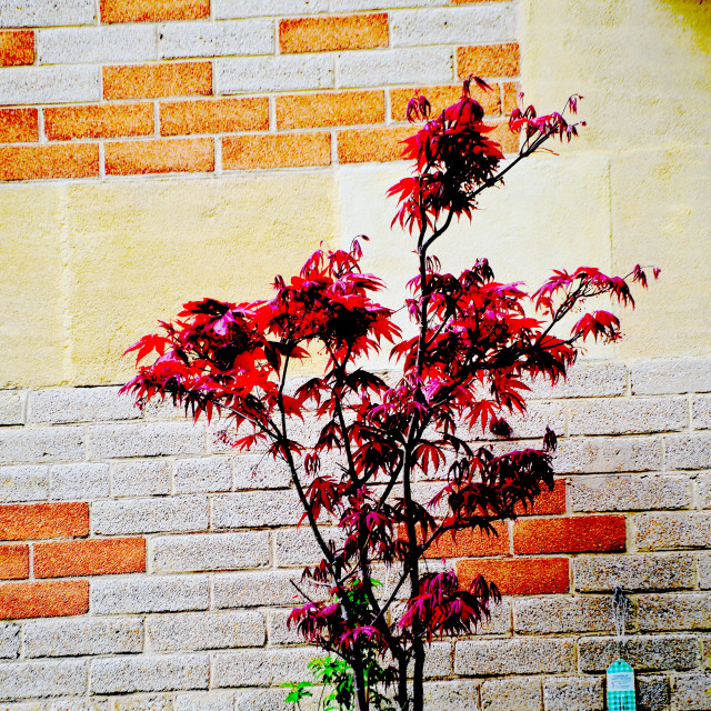 "Bush" by Amit Mendelsohn - £50.00 "Bush" stock image