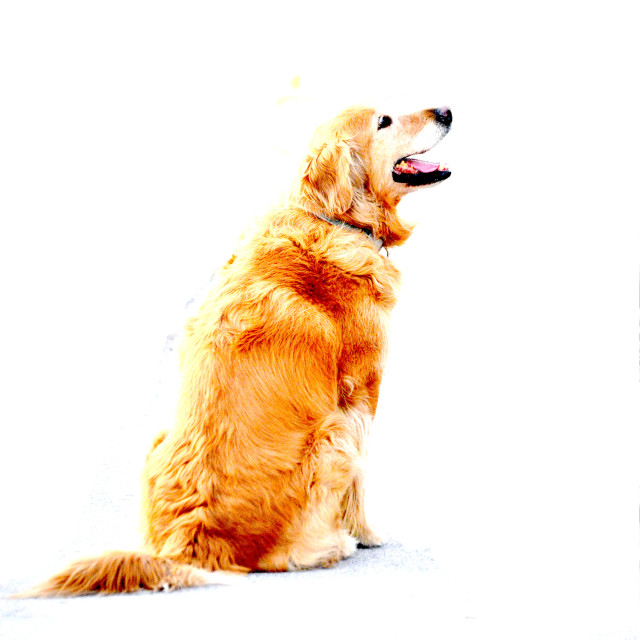 "A dog" by Amit Mendelsohn - £50.00 "A dog" stock image