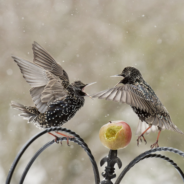 "Arguing over an apple" stock image