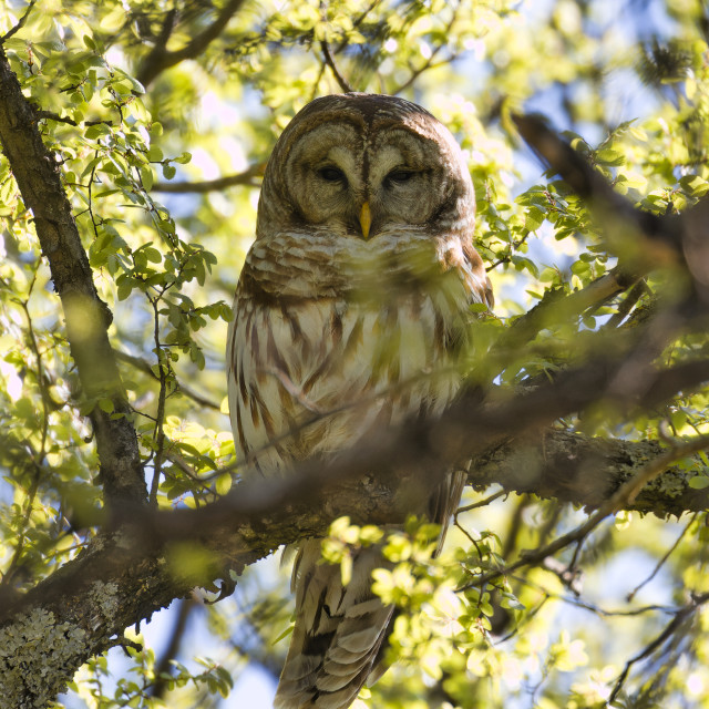 Barred owl - License, download or print for £7.65 | Photos | Picfair