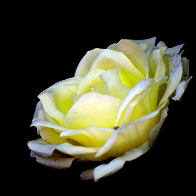 "White rose" by Amit Mendelsohn - £50.00 "White rose" stock image