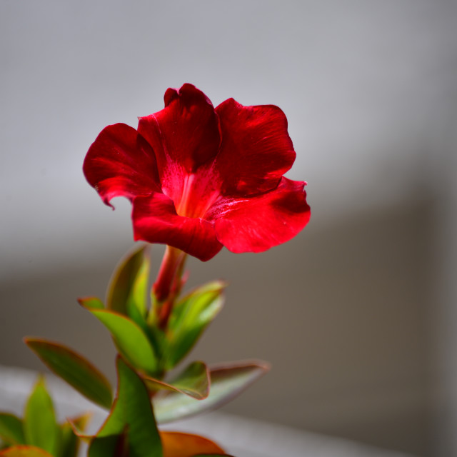 "Red Mandevila" by Amit Mendelsohn - £50.00 "Red Mandevila" stock image