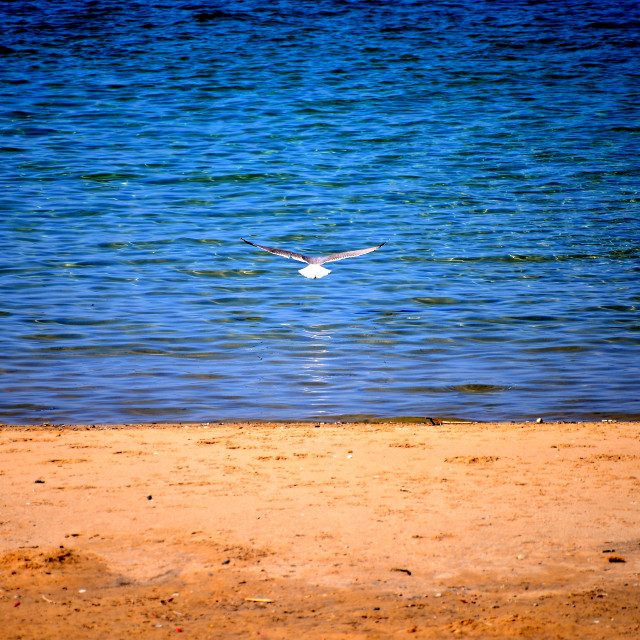 "Sea sand and a seagull" by Amit Mendelsohn - £50.00 "Sea sand and a seagull" stock image