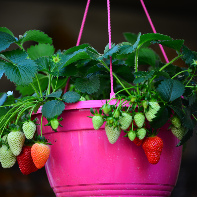 "Strawberries" by Amit Mendelsohn - £50.00 "Strawberries" stock image