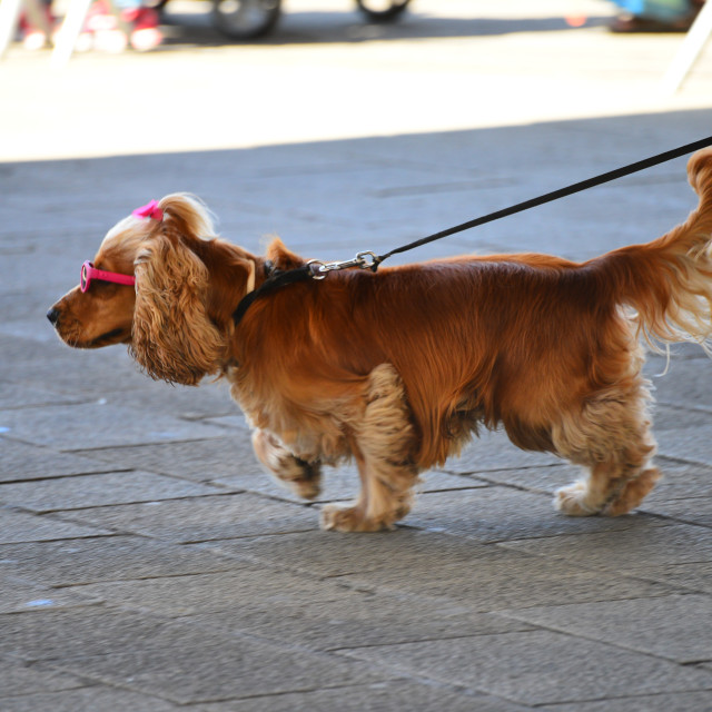 "Lady dog" by Amit Mendelsohn - £50.00 "Lady dog" stock image