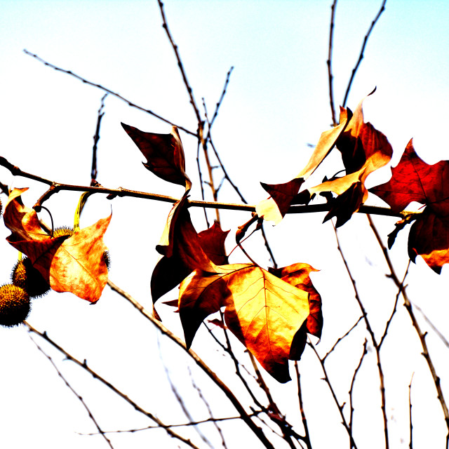 "Drying up" by Amit Mendelsohn - £50.00 "Drying up" stock image
