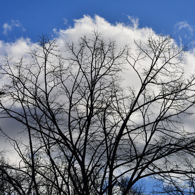 "a tree of cloud" by Amit Mendelsohn - £50.00 "a tree of cloud" stock image
