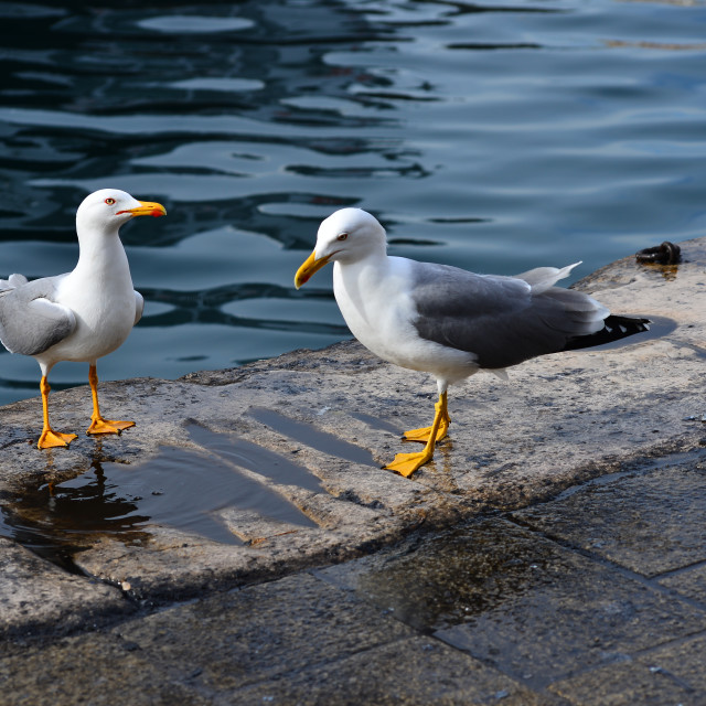 "2 seagulls" by Amit Mendelsohn - £50.00 "2 seagulls" stock image