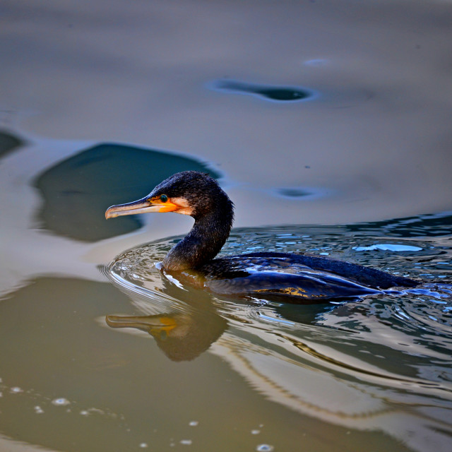 "A cormorant" by Amit Mendelsohn - £50.00 "A cormorant" stock image