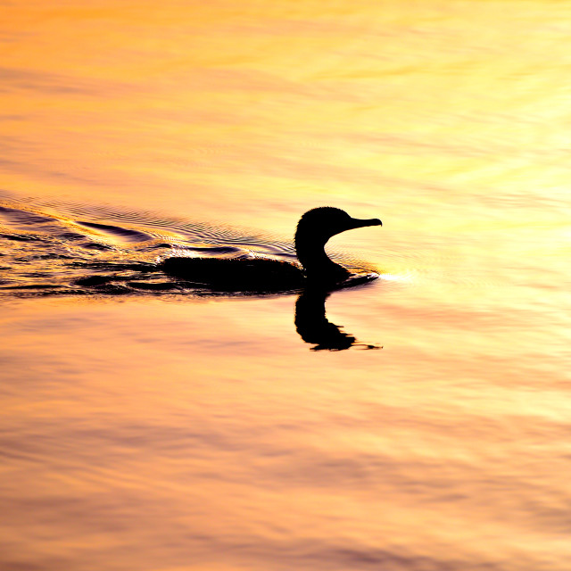"Cormorant in the sunset" by Amit Mendelsohn - £50.00 "Cormorant in the sunset" stock image