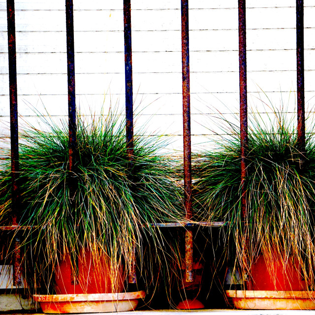 "2 plants" by Amit Mendelsohn - £50.00 "2 plants" stock image