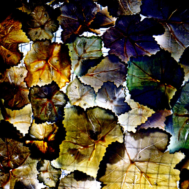 "Leaves" by Amit Mendelsohn - £50.00 "Leaves" stock image